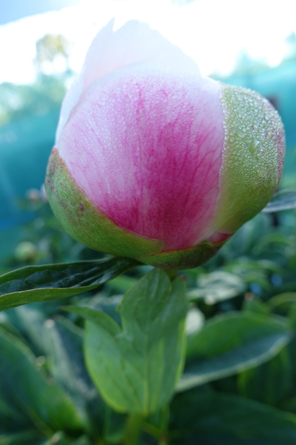 Peony Colonel Owens Cousins (Early) - Green Works - Specialist in Peonies