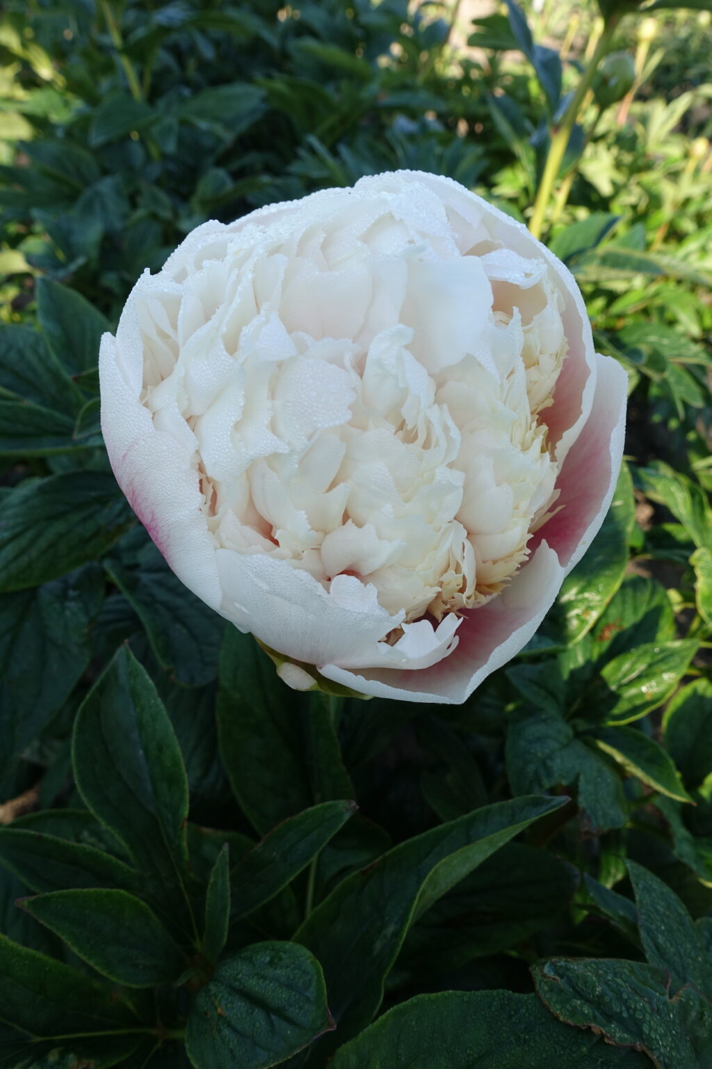 Peony Colonel Owens Cousins (Early) - Green Works - Specialist in Peonies