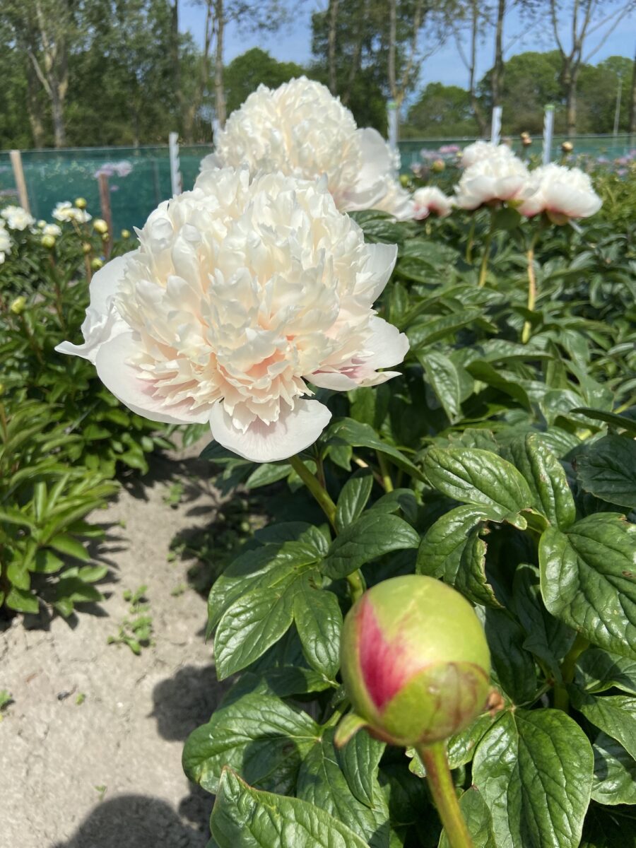 Peony Colonel Owens Cousins (Early) - Green Works - Specialist in Peonies