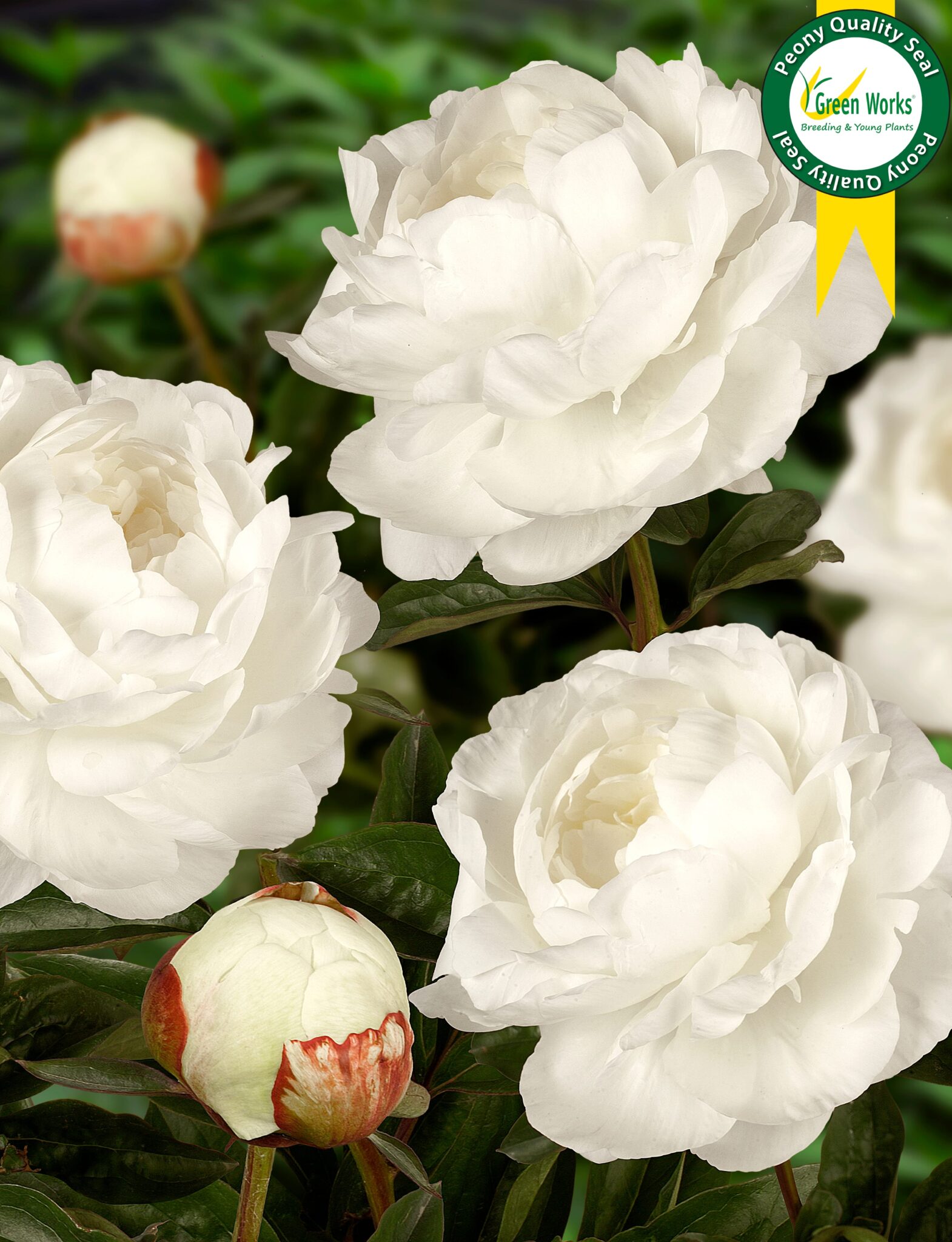 Peony Elsa Sass (Late) - Green Works - Specialist in Peonies