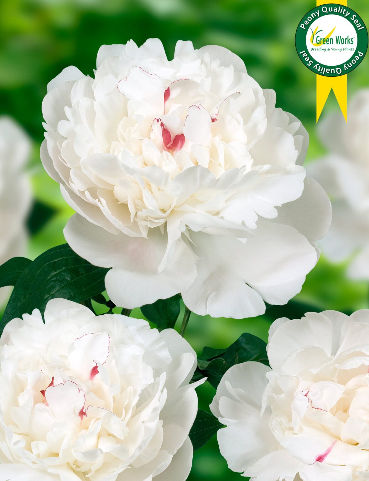 Peony Festiva Maxima (Early - mid.) - Green Works - Specialist in Peonies