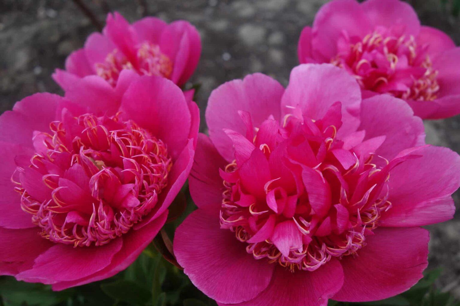 Peony Anemoniflora (Very early) - Green Works - Specialist in Peonies