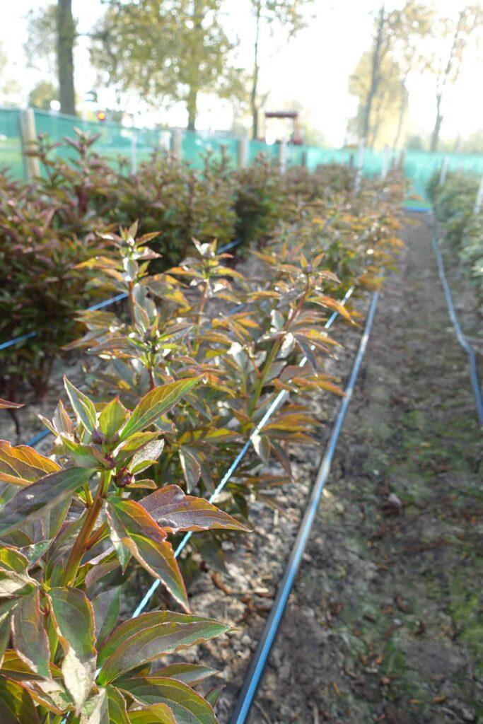 Peony Ann Cousins (Late) - Green Works - Specialist in Peonies