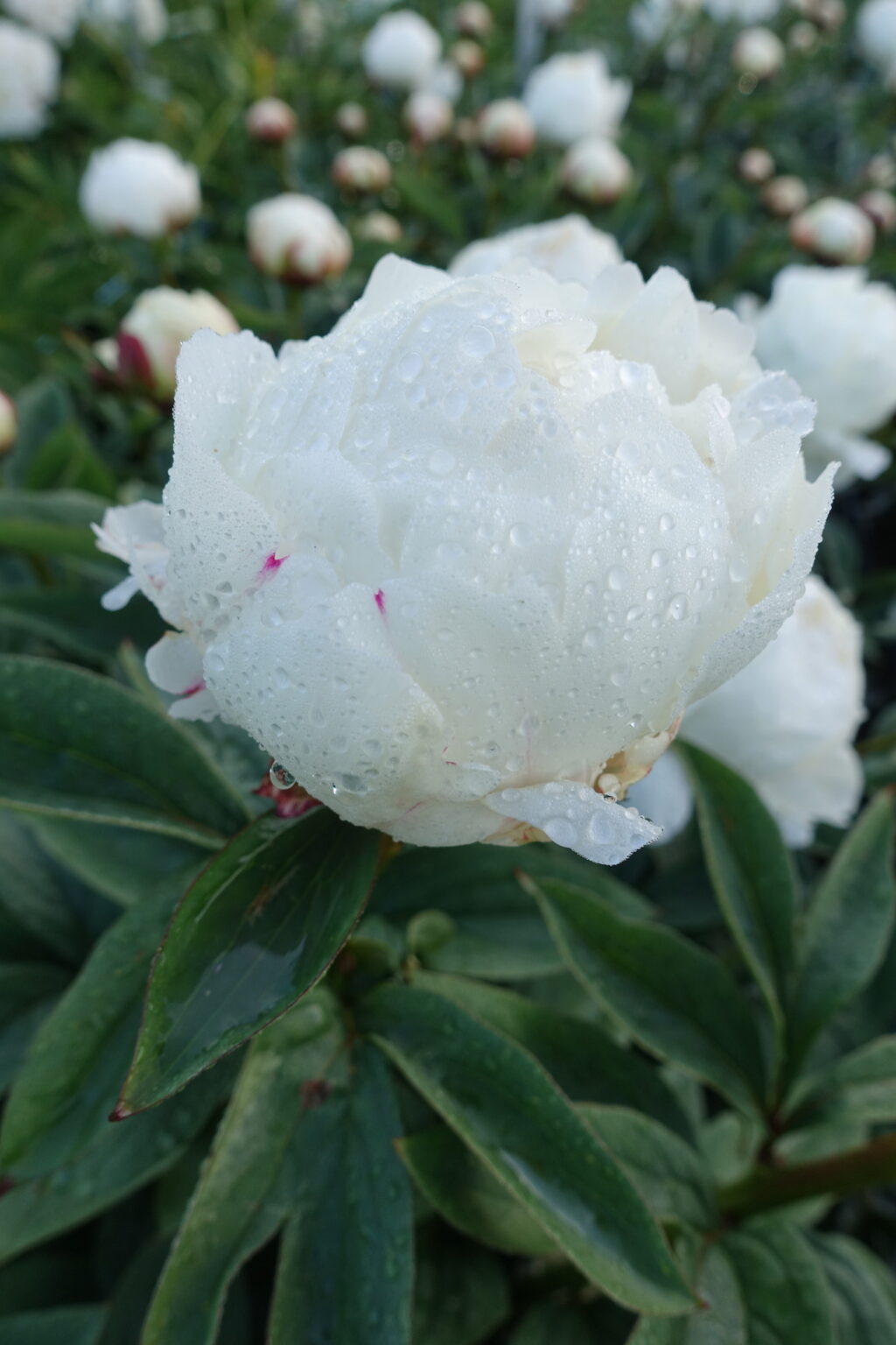 Peony Elsa Sass (Late) - Green Works - Specialist in Peonies