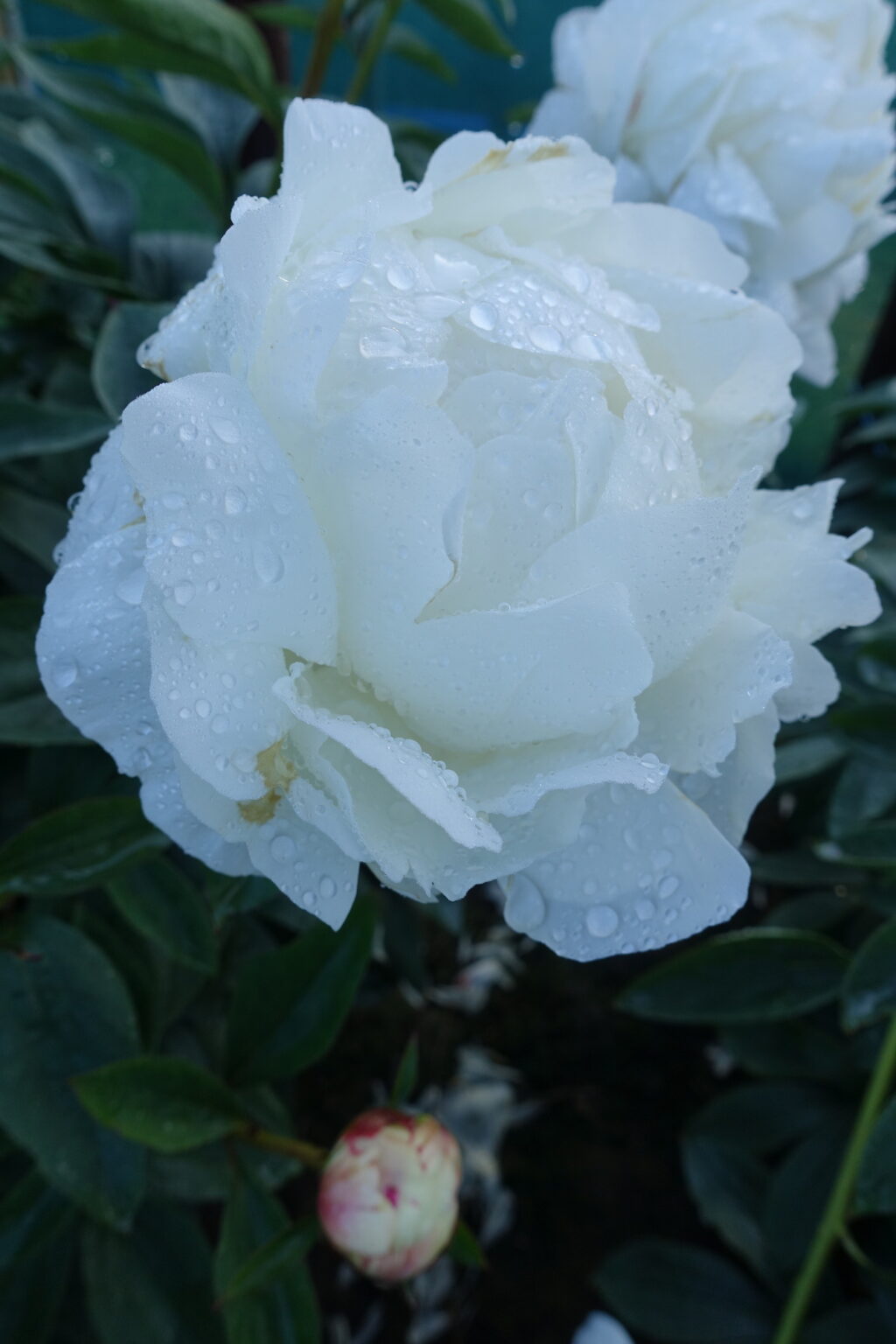 Peony Elsa Sass (Late) - Green Works - Specialist in Peonies