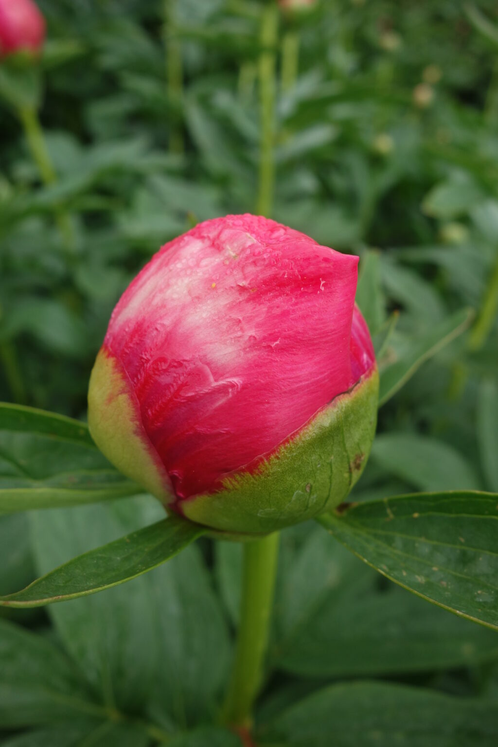 Peony Flame (Early) - Green Works - Specialist in Peonies