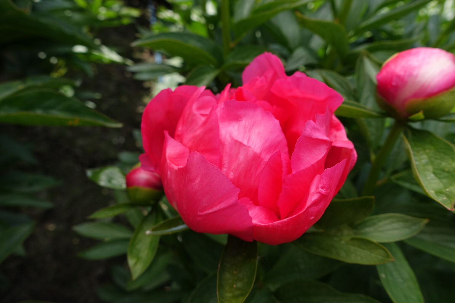 Peony Flame (Early) - Green Works - Specialist in Peonies
