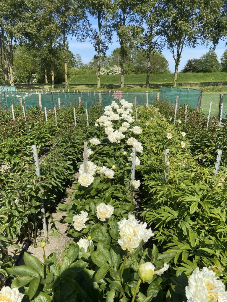 Grande Peony