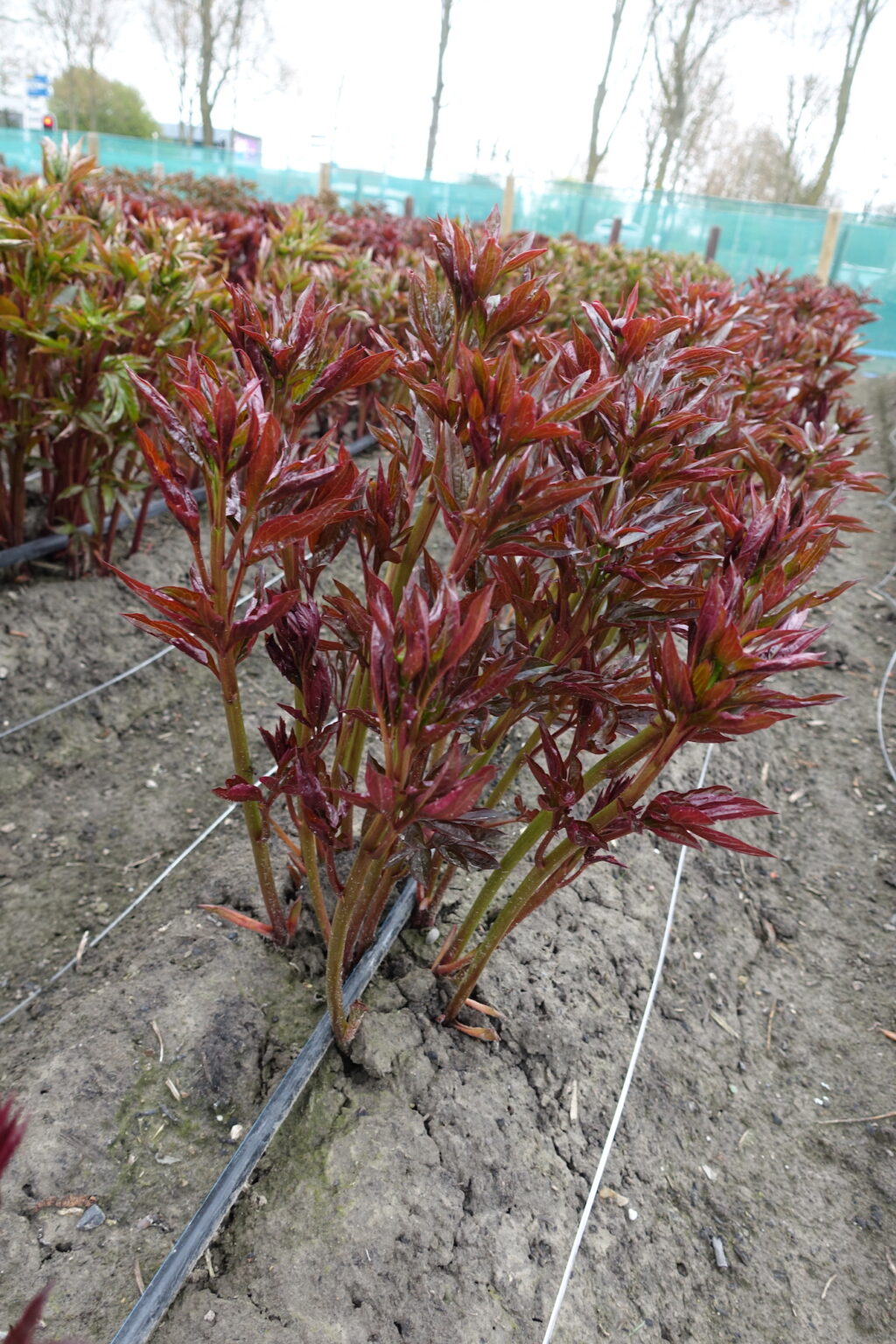 Peony Henry Sass (Late) - Green Works - Specialist in Peonies
