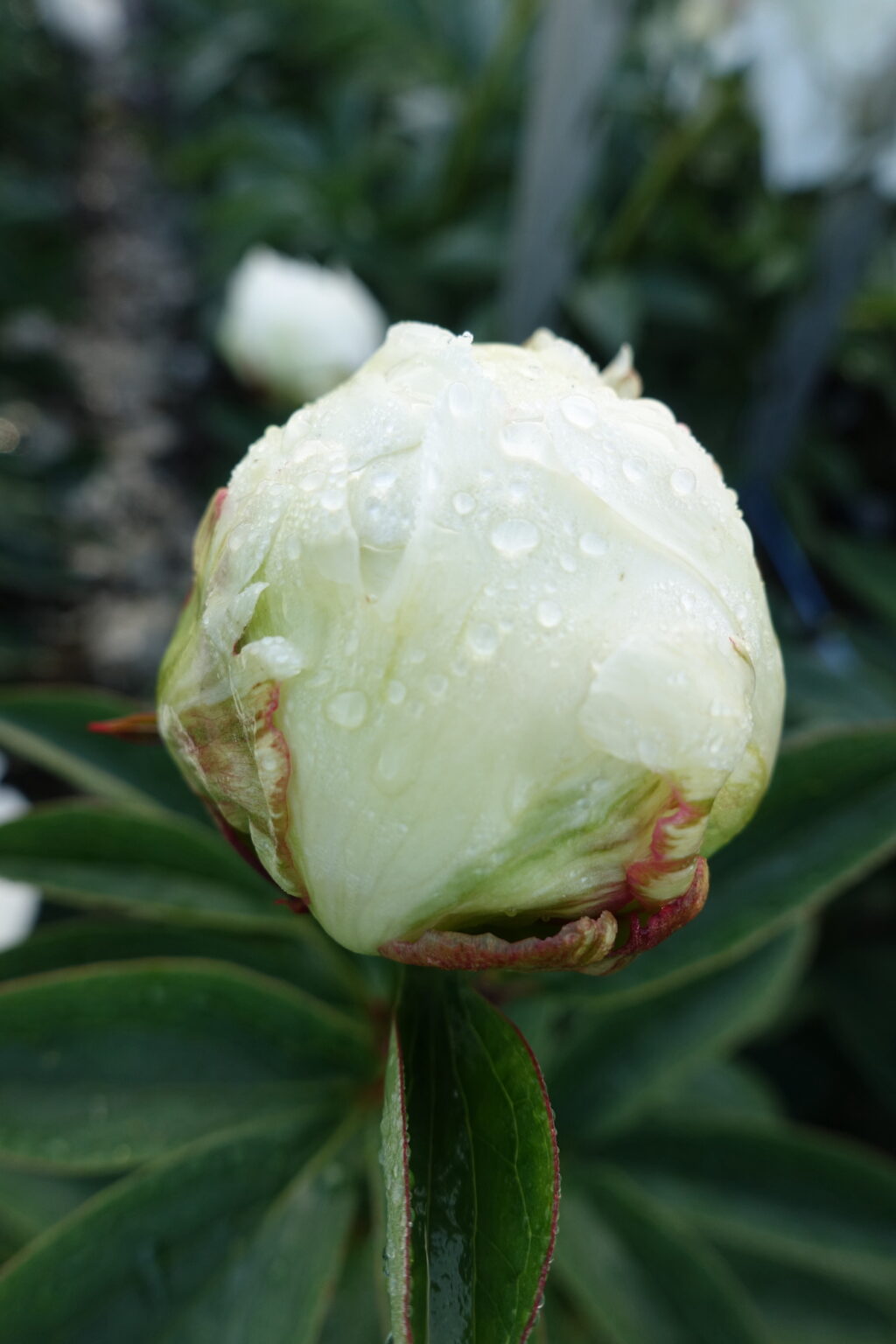 Peony Ivory Victory (Late) - Green Works - Specialist in Peonies