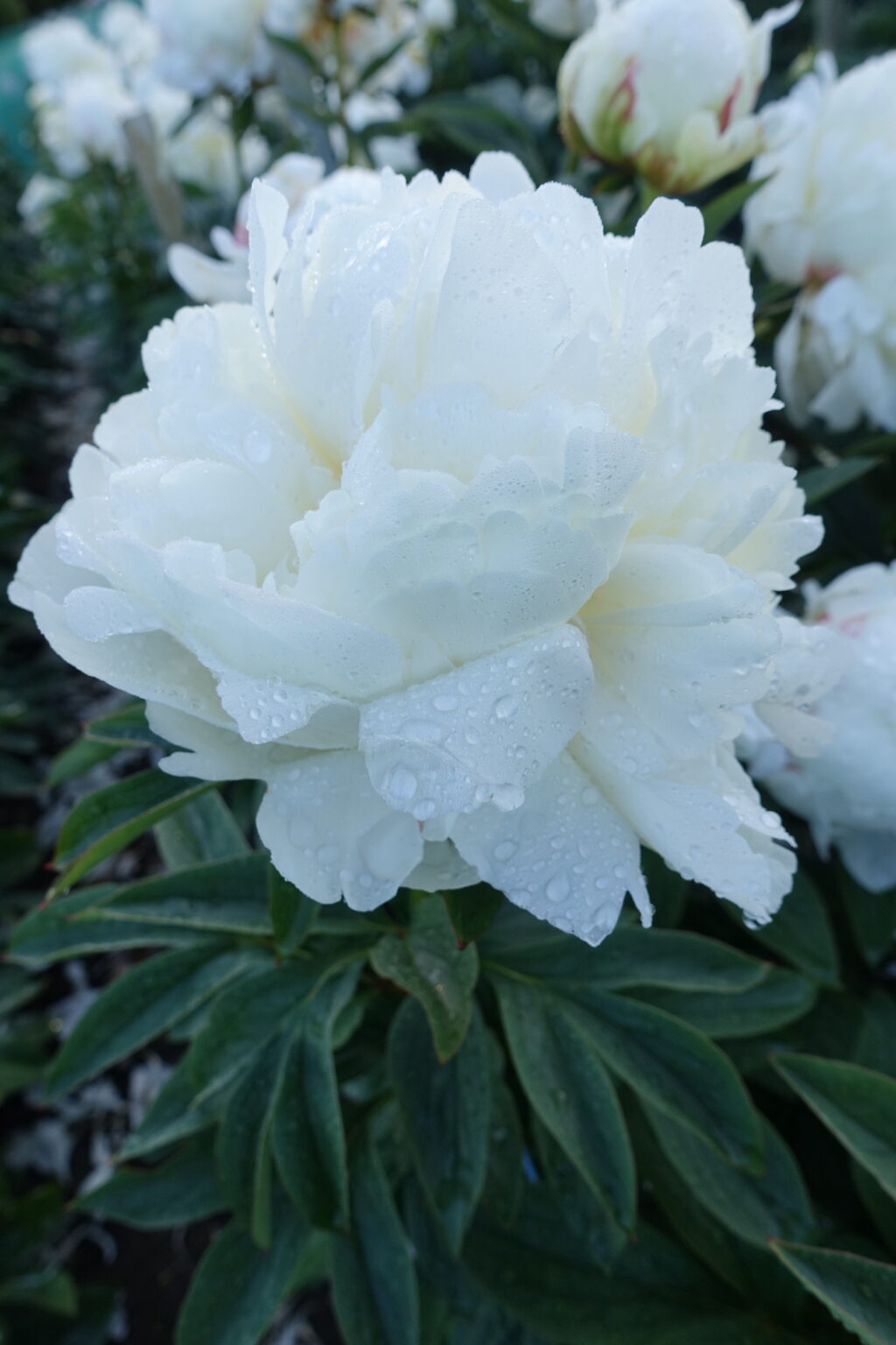 Peony Ivory Victory (Late) - Green Works - Specialist in Peonies