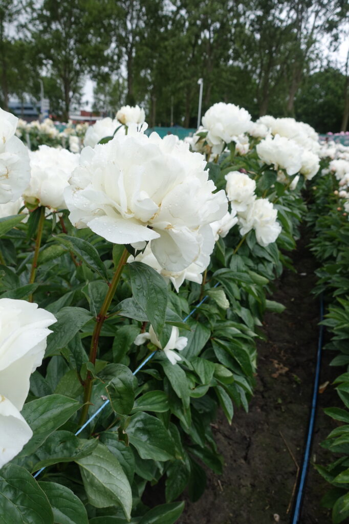 Peony Kelway s Glorious Late Green Works Specialist In Peonies Peony Kelway s Glorious Late Green Works Specialist In Peonies