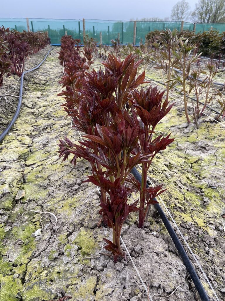 Peony Lady Orchid / Pink Diamond (Mid. late) Green Works