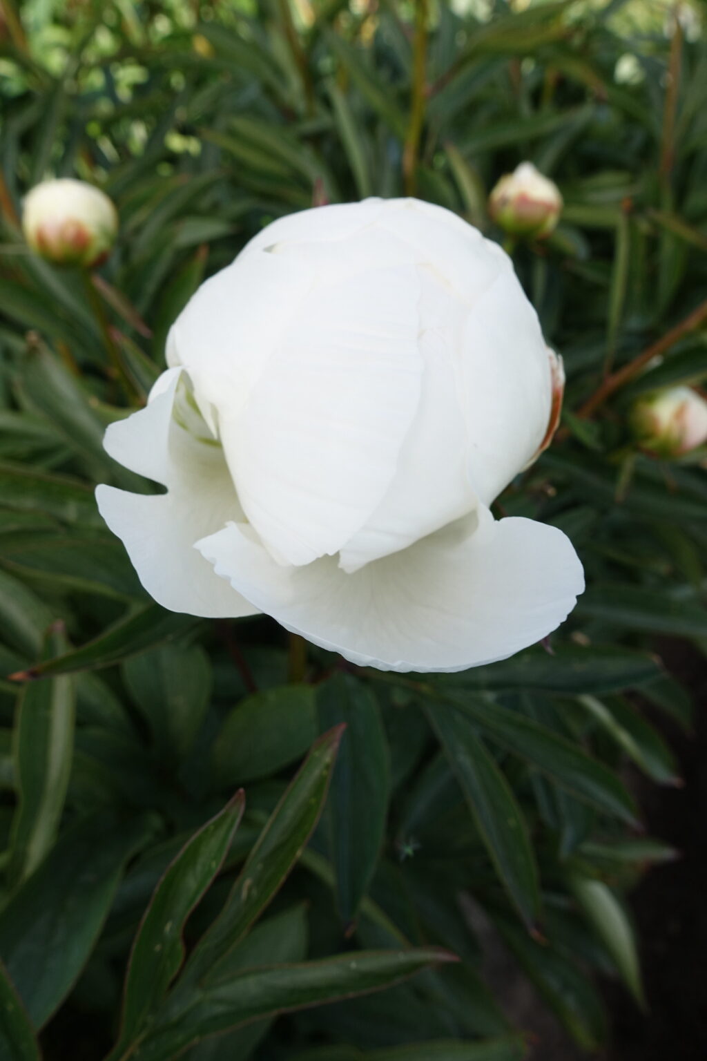 Peony Madame Claude Tain (Mid.) - Green Works - Specialist in Peonies