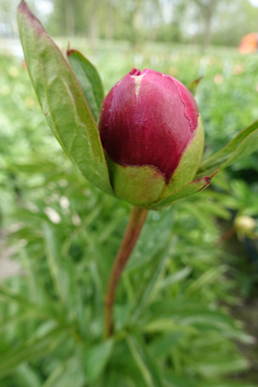 Peony Many Happy Returns (Early - mid.) - Green Works - Specialist in ...