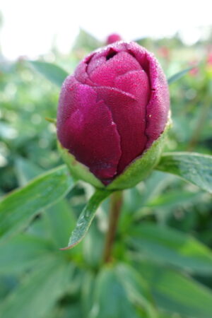 Peony Many Happy Returns (Early - mid.) - Green Works - Specialist in ...