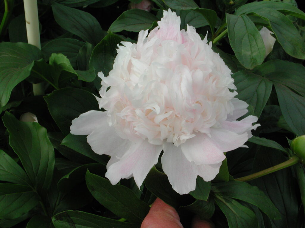 Peony Mister Ed (Early - mid.) - Green Works - Specialist in Peonies