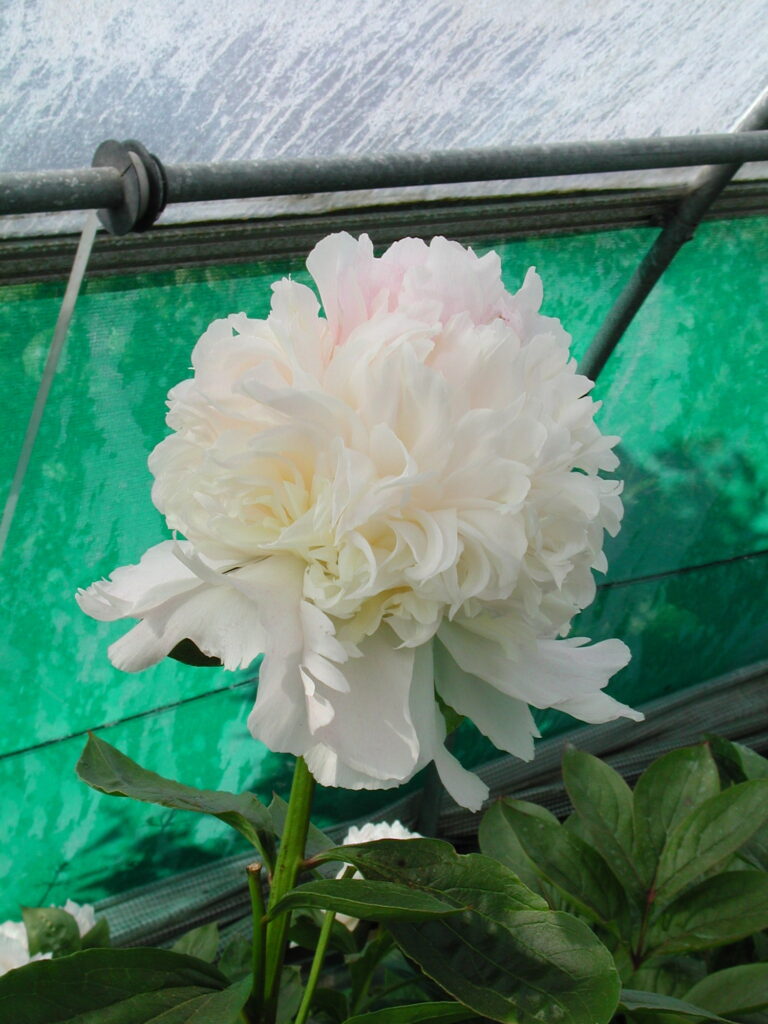 Peony Mister Ed (Early - mid.) - Green Works - Specialist in Peonies