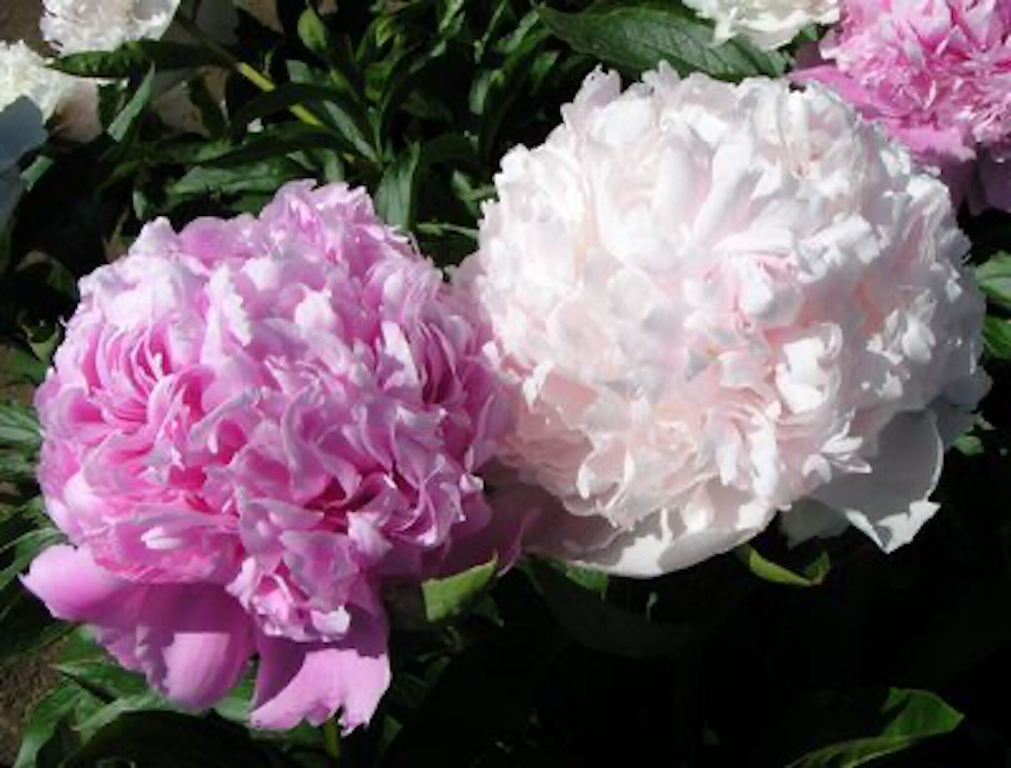 Peony Mister Ed (Early - mid.) - Green Works - Specialist in Peonies