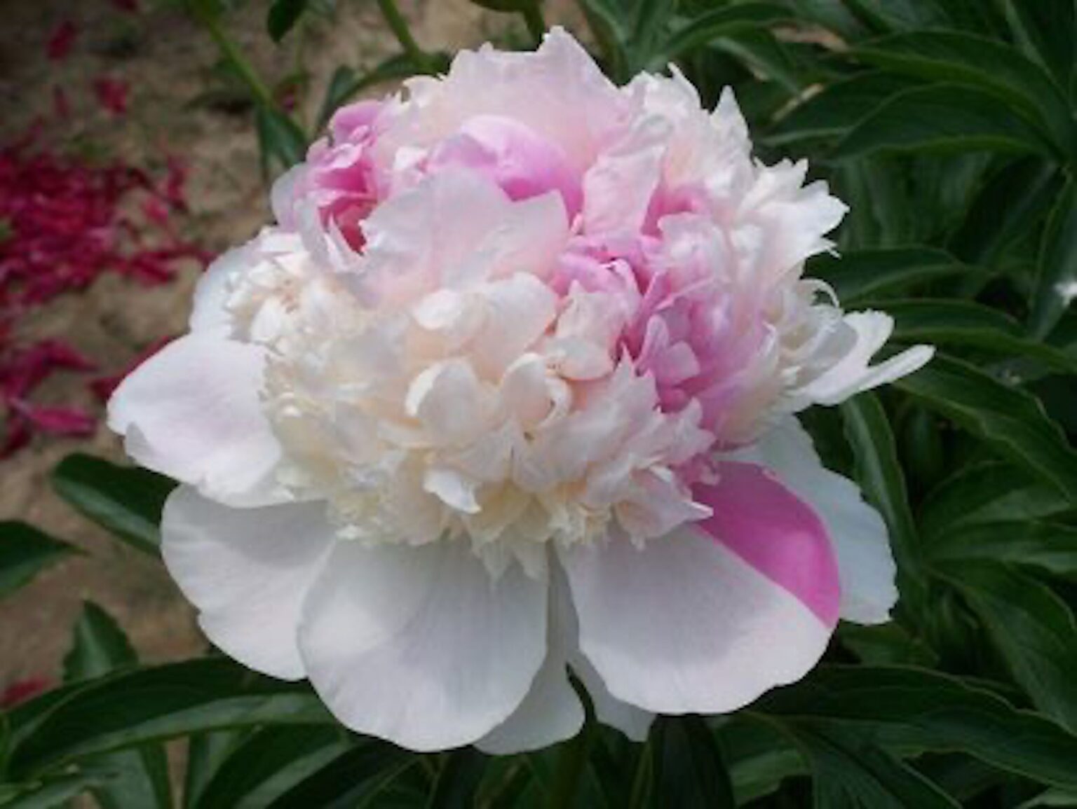 Peony Mister Ed (Early - mid.) - Green Works - Specialist in Peonies