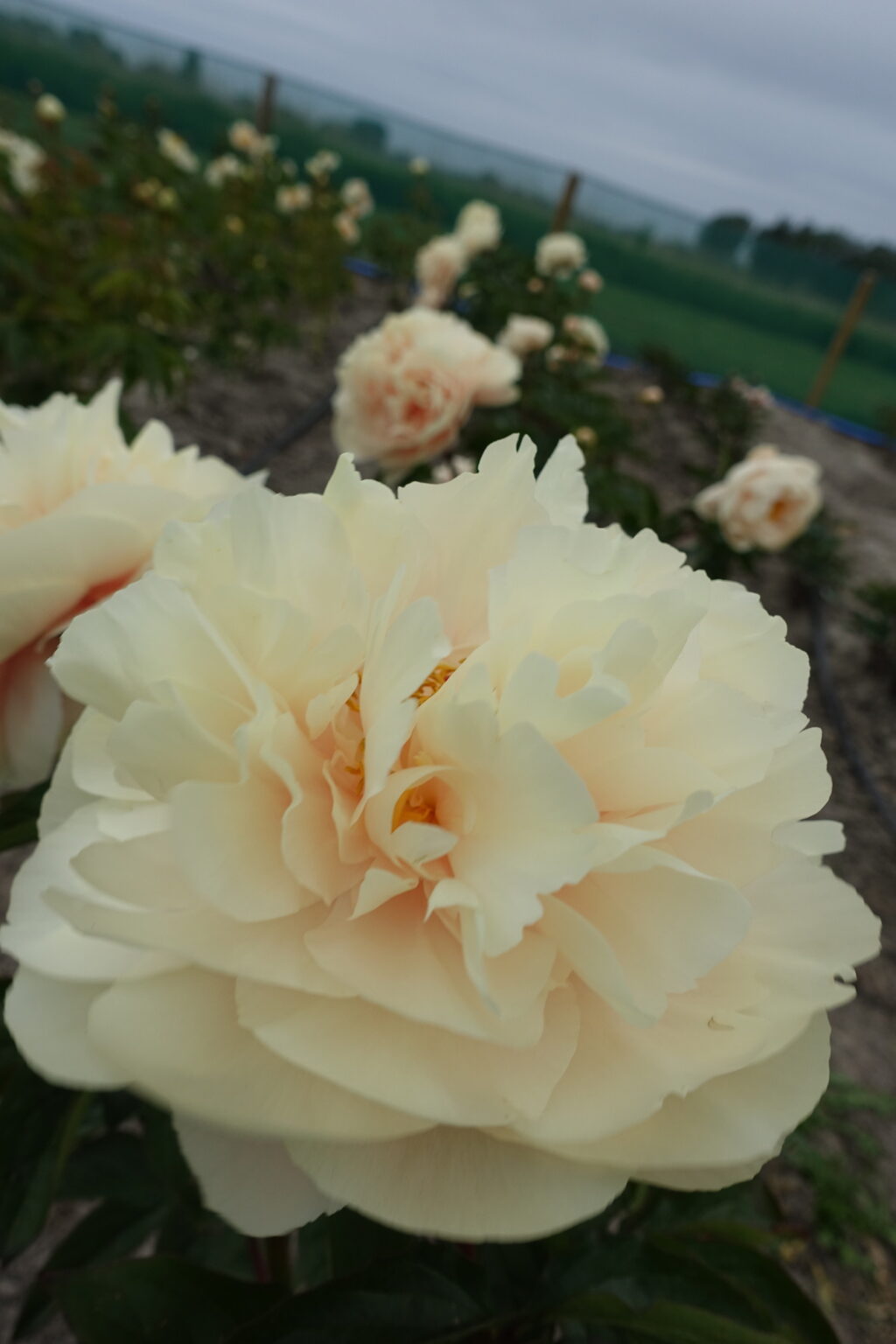 Peony Pastelegance (Early - mid.) - Green Works - Specialist in Peonies