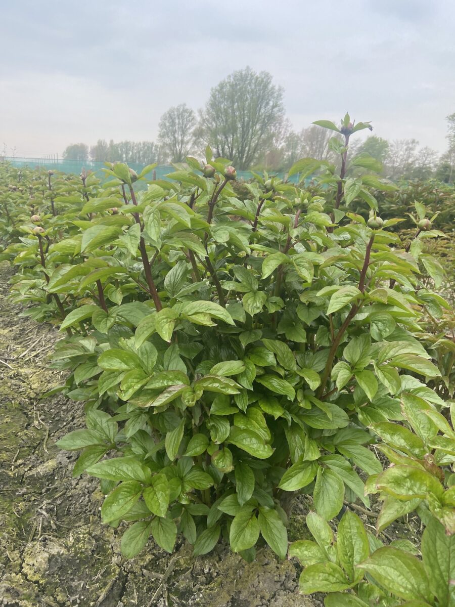 Peony Pastelegance (Early - mid.) - Green Works - Specialist in Peonies