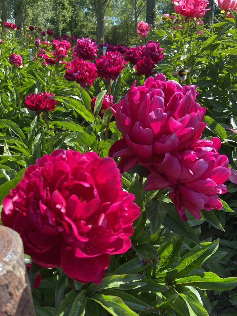 Peony Peter Brand (Early mid.) Green Works Specialist in Peonies