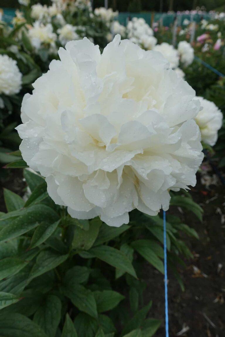 Peony Puffed Cotton (Mid.) - Green Works - Specialist in Peonies