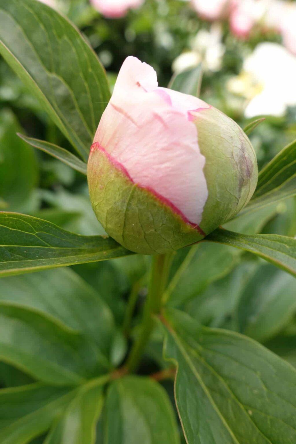 Peony Soft Salmon Saucer (Early) - Green Works - Specialist in Peonies