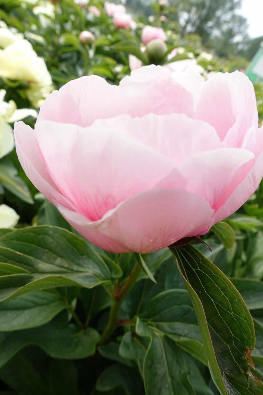 Peony Soft Salmon Saucer (Early) - Green Works - Specialist in Peonies