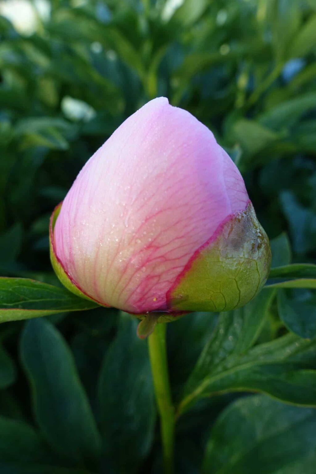 Peony Soft Salmon Saucer (Early) - Green Works - Specialist in Peonies