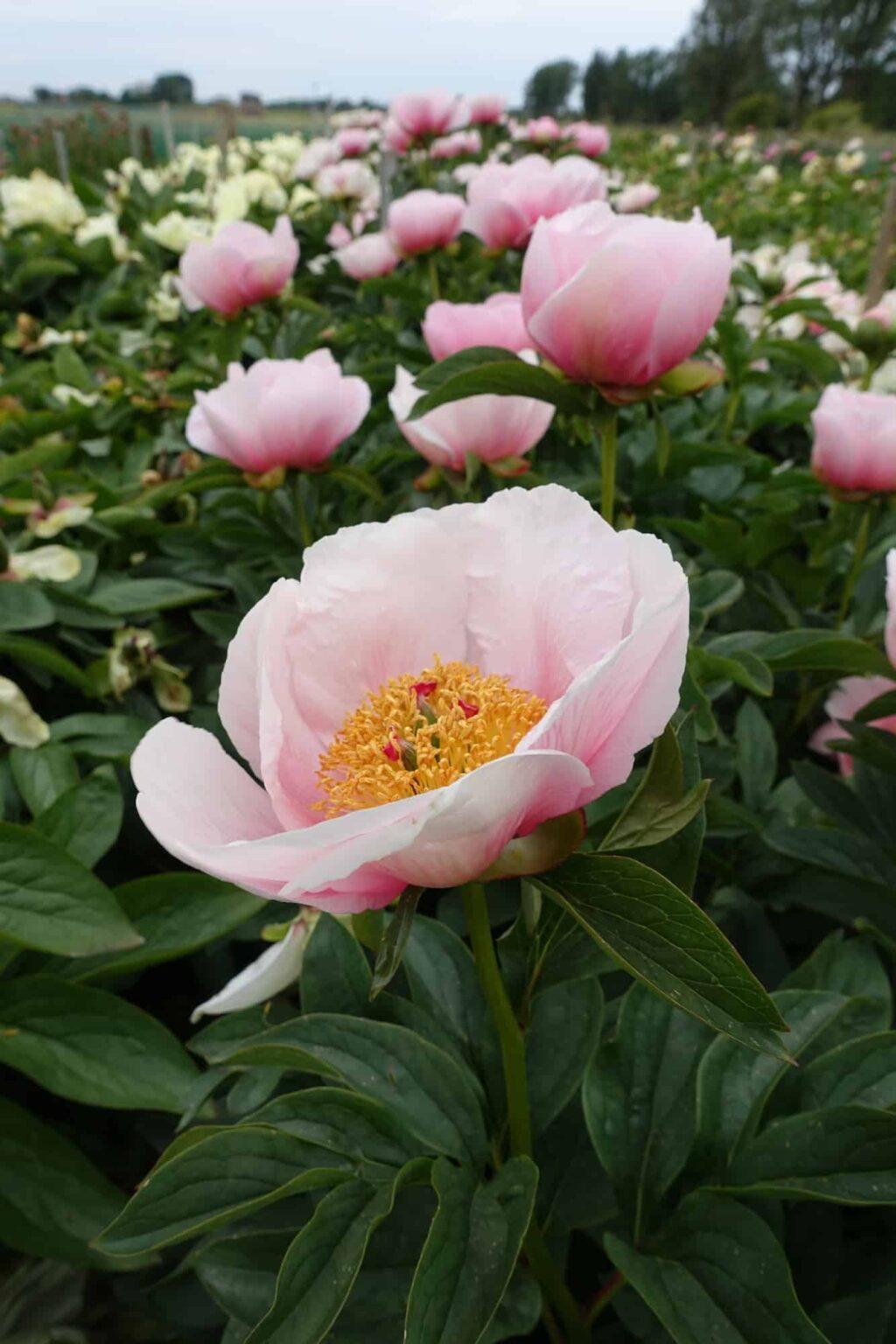 Peony Soft Salmon Saucer (Early) - Green Works - Specialist in Peonies