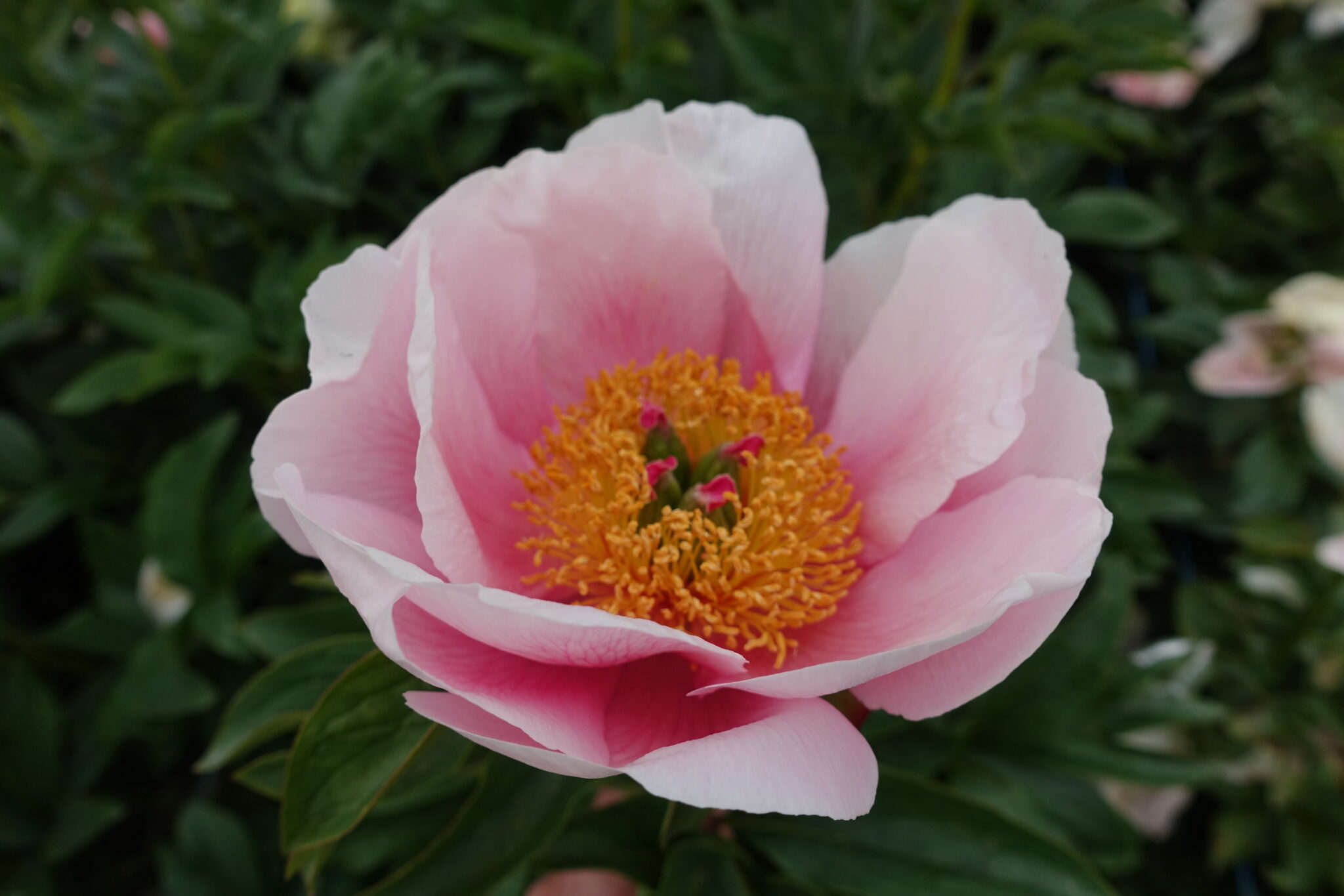 Peony Soft Salmon Saucer (Early) - Green Works - Specialist in Peonies