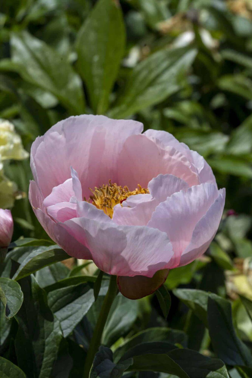 Peony Soft Salmon Saucer (Early) - Green Works - Specialist in Peonies
