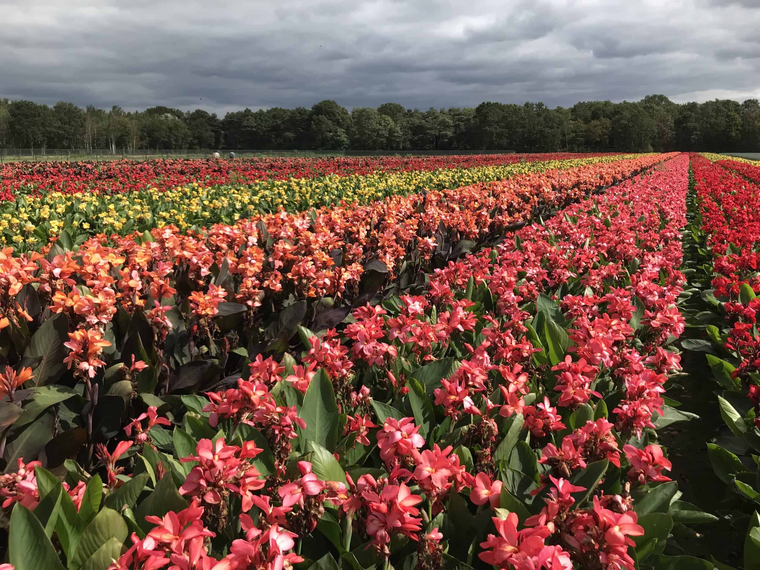 Beekenkamp enthousiast over CannaSun™ van Green Works