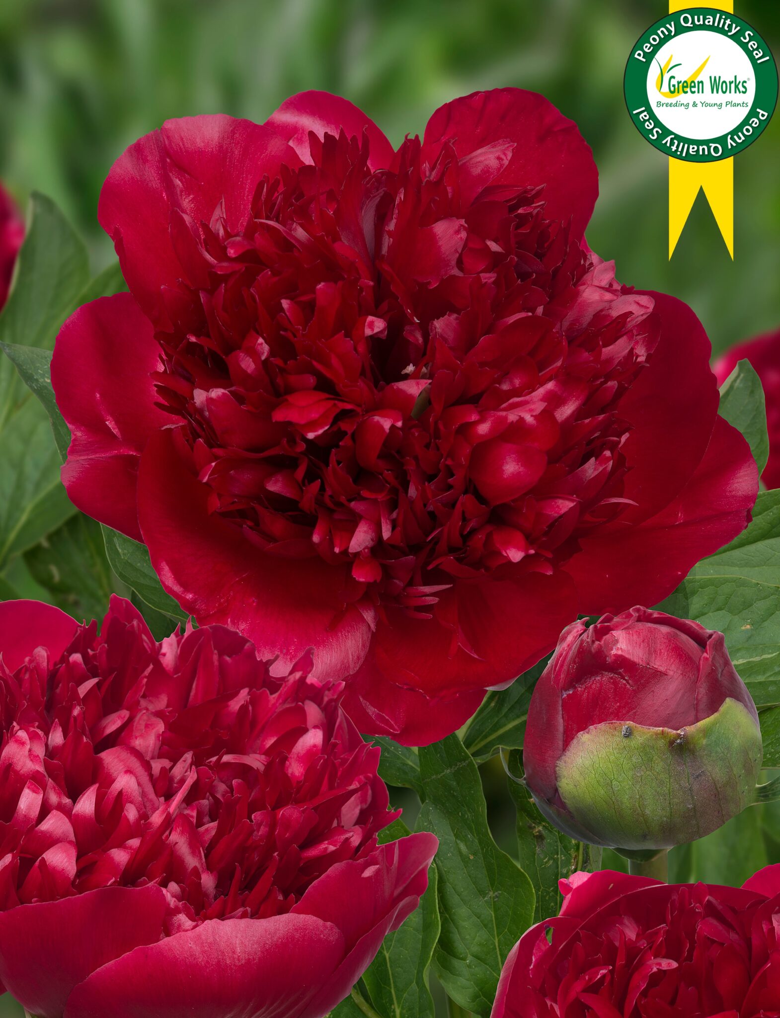 Peony Christmas Velvet (Early) - Green Works - Specialist in Peonies