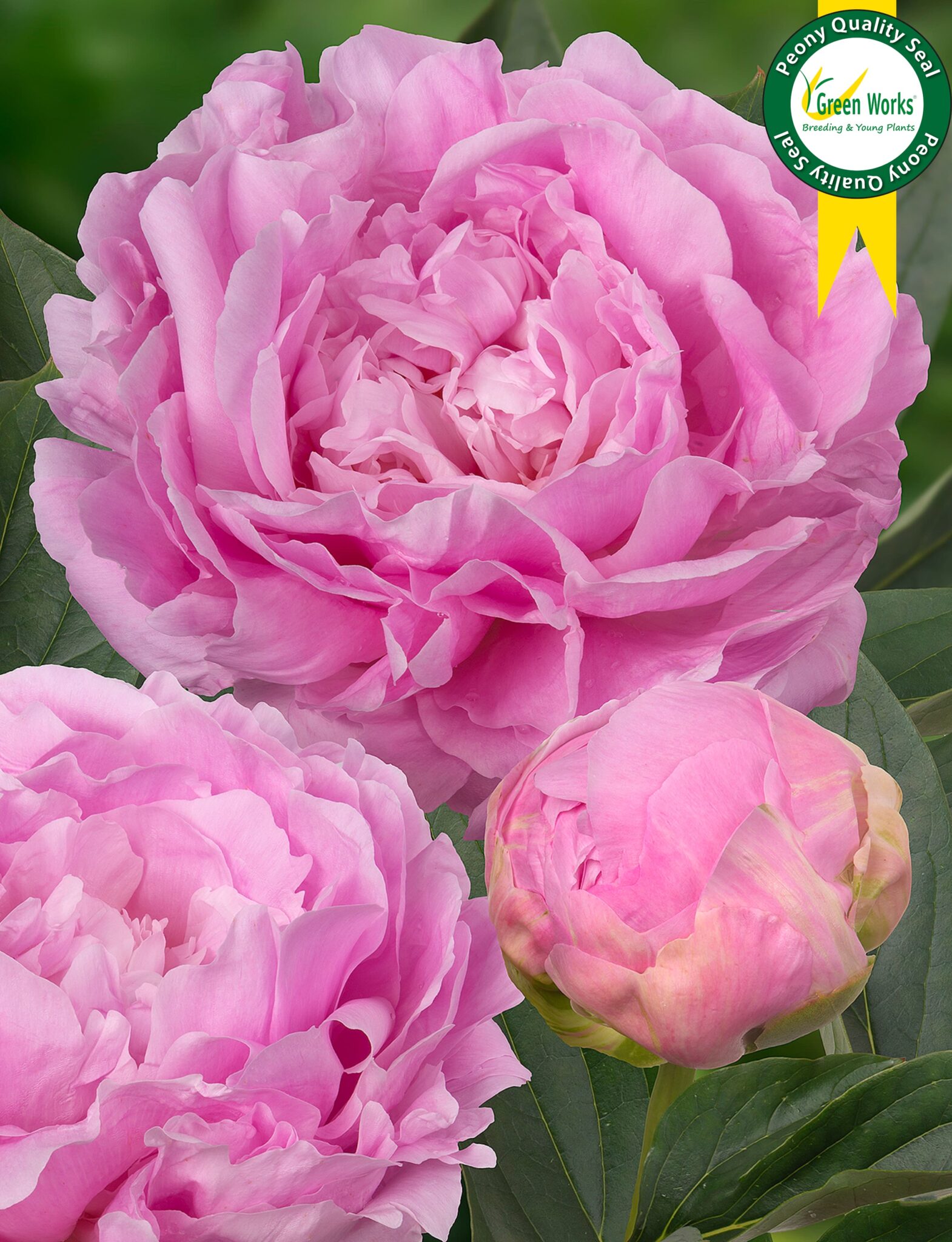 Herbaceous Peony 'Dinner Plate' main image 0
