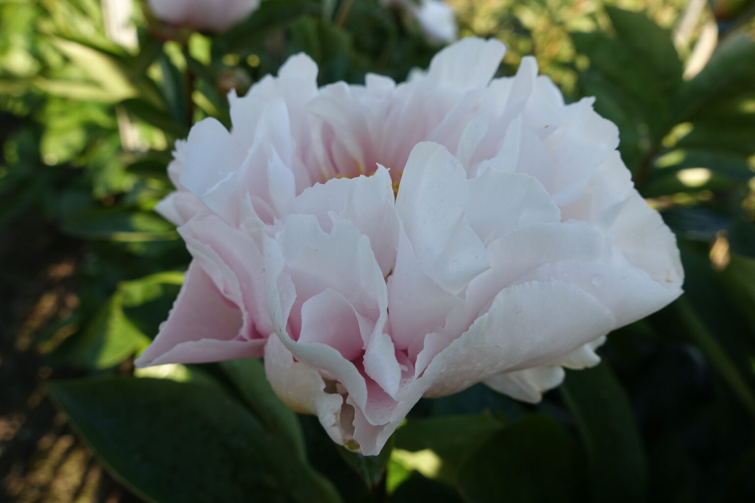 Peony Blushing Princess (Very early) - Green Works - Specialist in Peonies