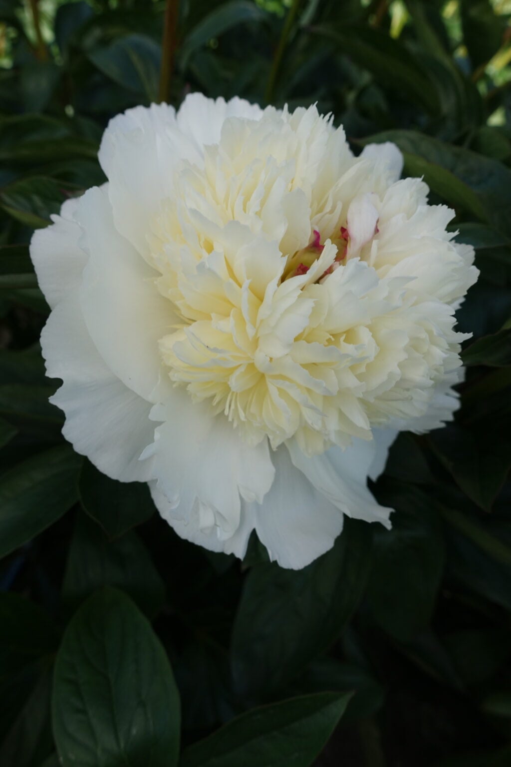Grace in Peony Bloom