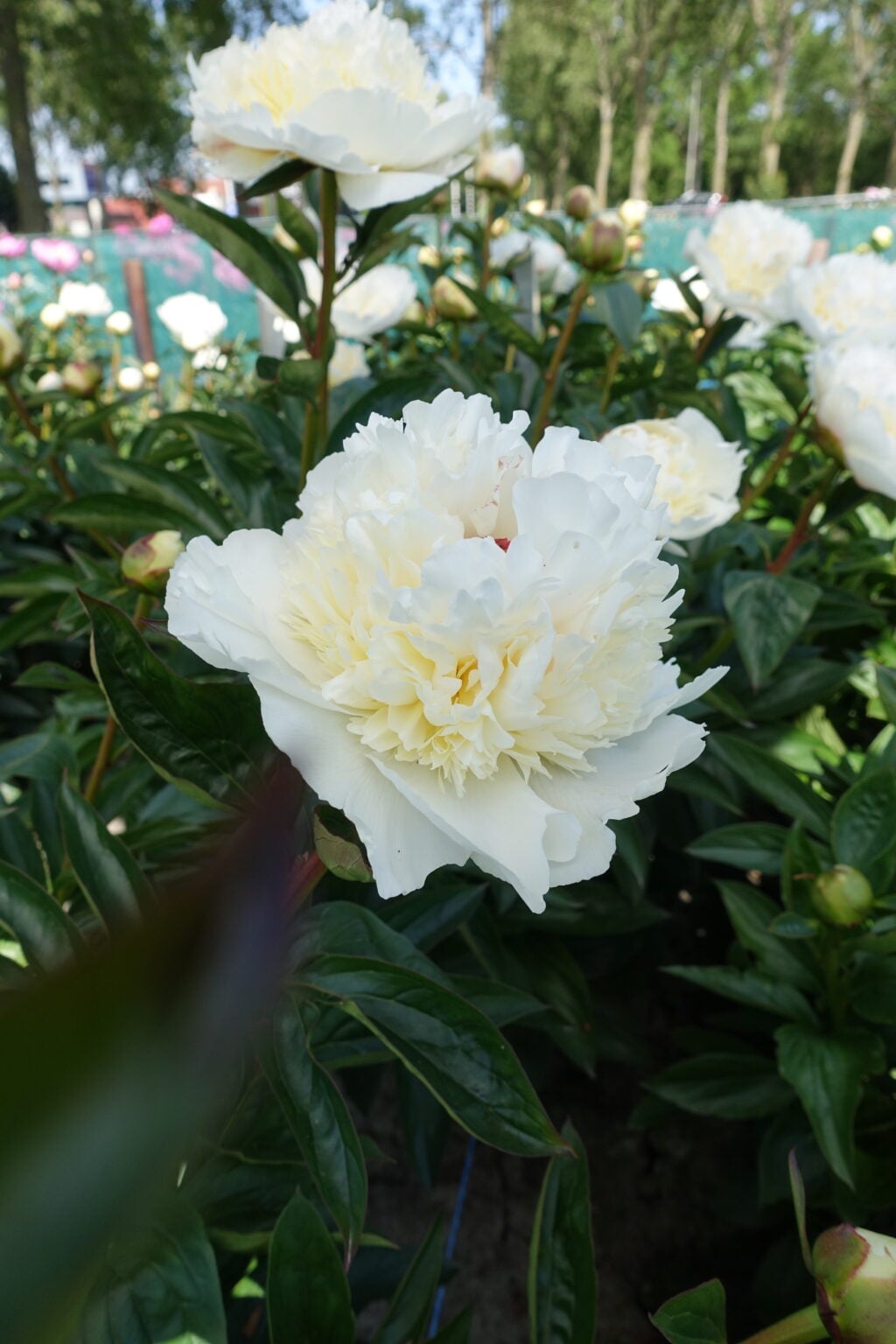 Grace in Peony Bloom main image 1