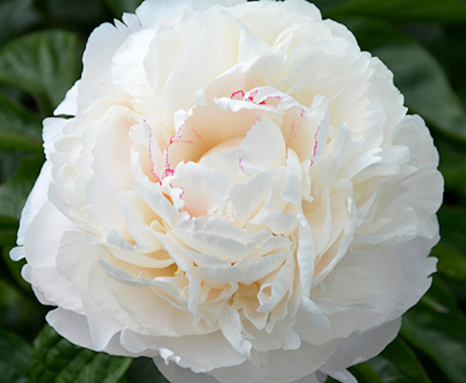 Peony Carl G. Klehm (Mid.) - Green Works - Specialist in Peonies
