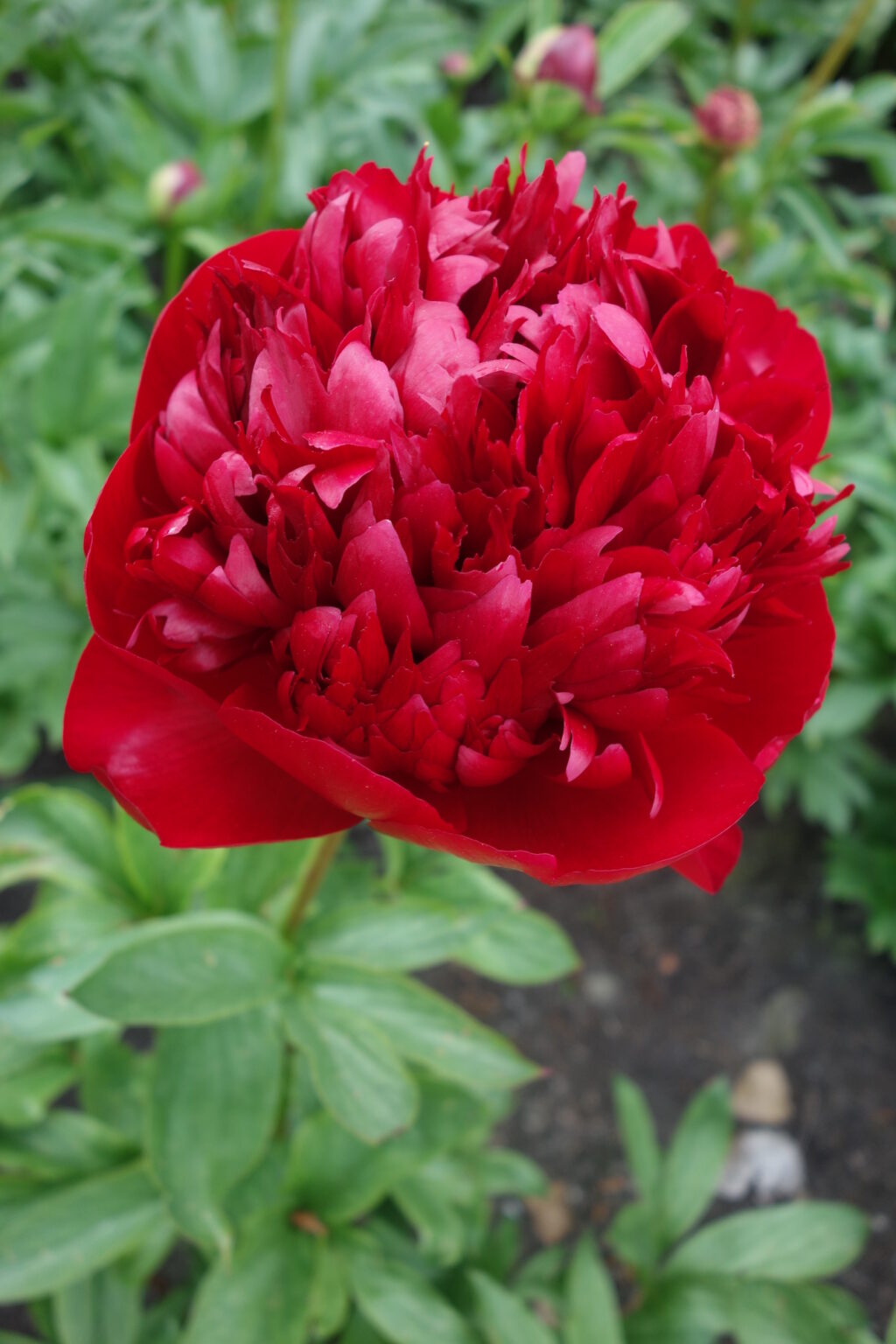 Peony Christmas Velvet (Early) - Green Works - Specialist in Peonies