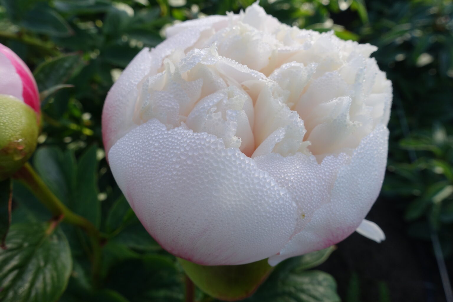 Peony Colonel Owens Cousins (Early) - Green Works - Specialist in Peonies