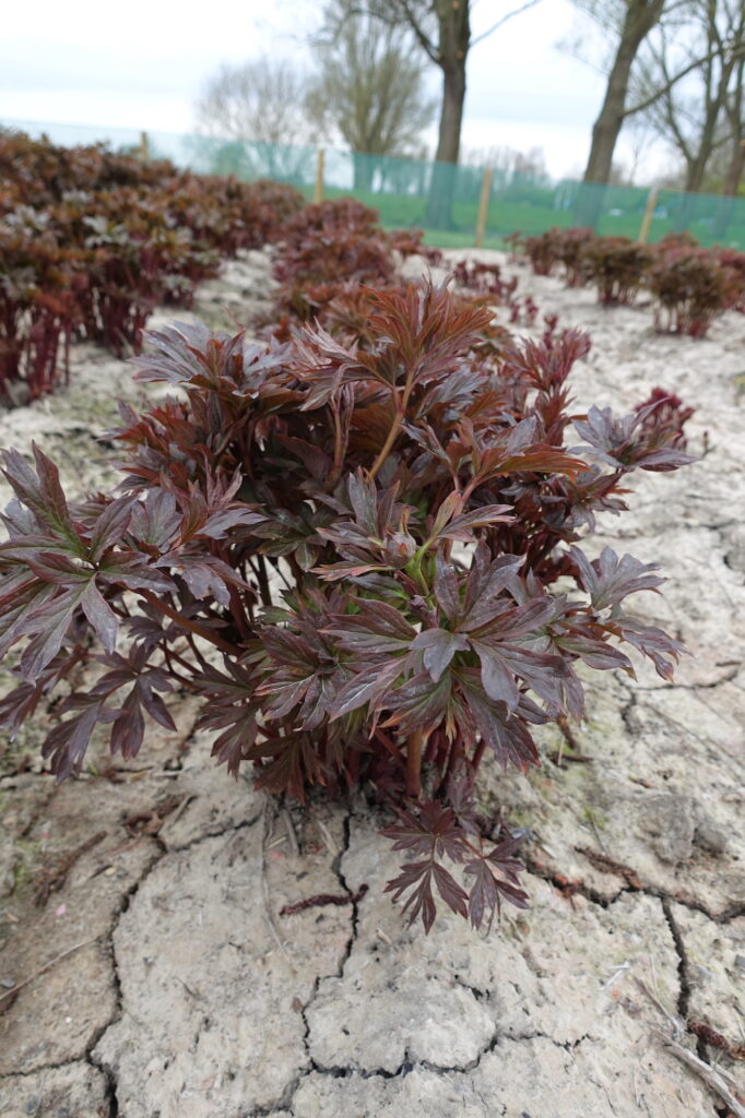 itoh Peony Magical Mystery Tour (Early) - Green Works - Specialist in ...