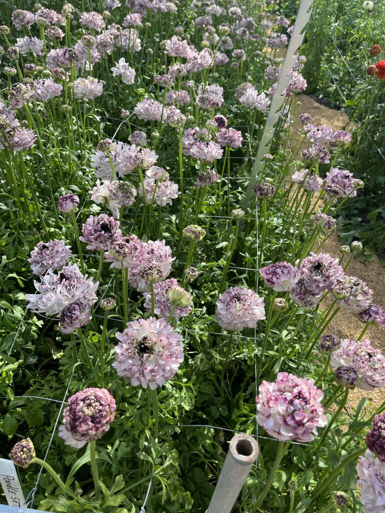 Seti Ranunculus Ranunculus Brushmark Seti® - Green Works - Specialist in Ranunculus