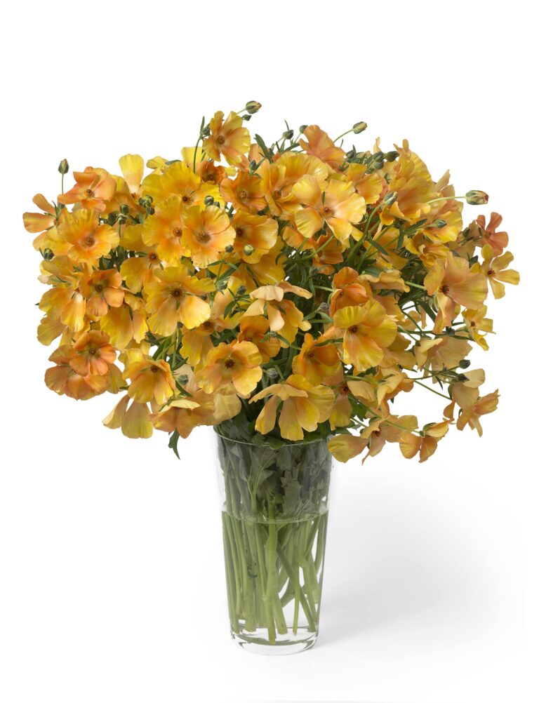 Butterfly Rinuculus Ranunculus Butterfly™ Charis® - Green Works - Specialist in Ranunculus