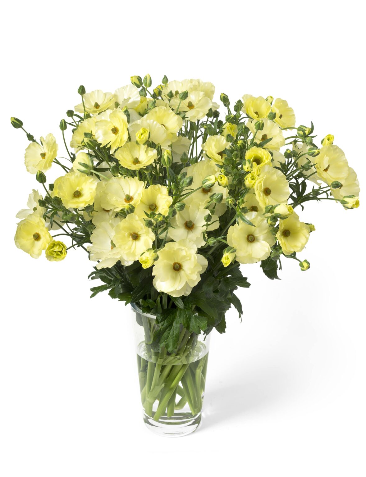 Ranunculus Butterfly™ (Cut flower) - Green Works - Specialist in Ranunculus