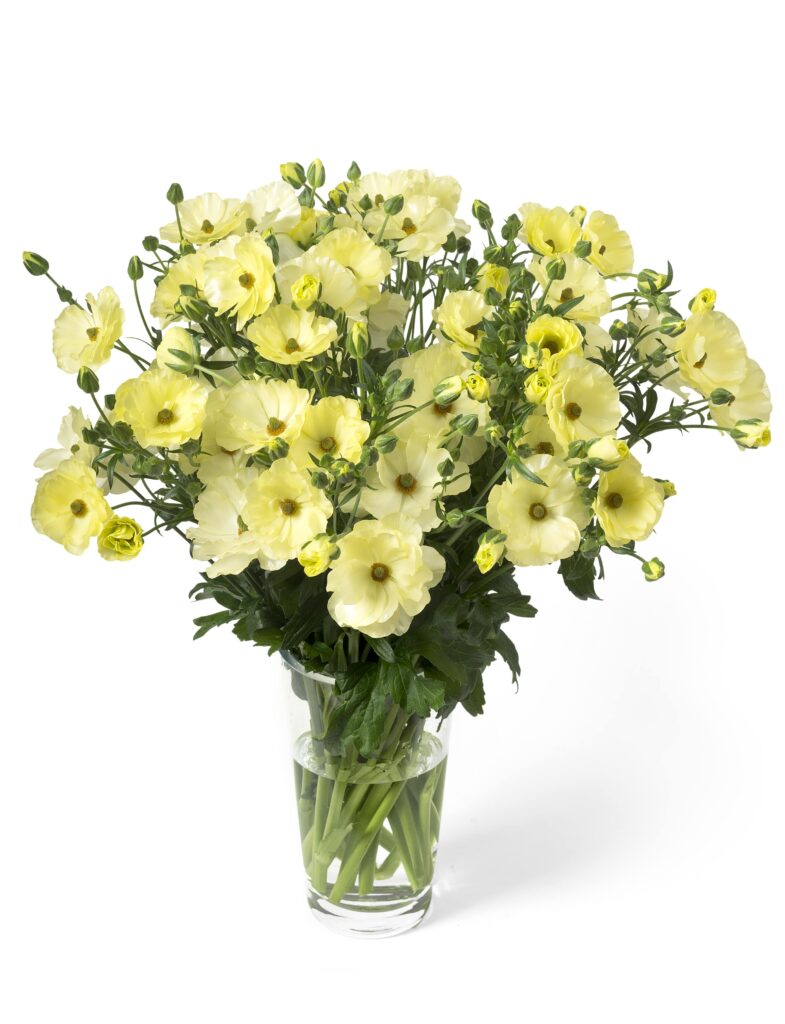 Ranunculus Butterfly™ (Cut flower) - Green Works - Specialist in Ranunculus