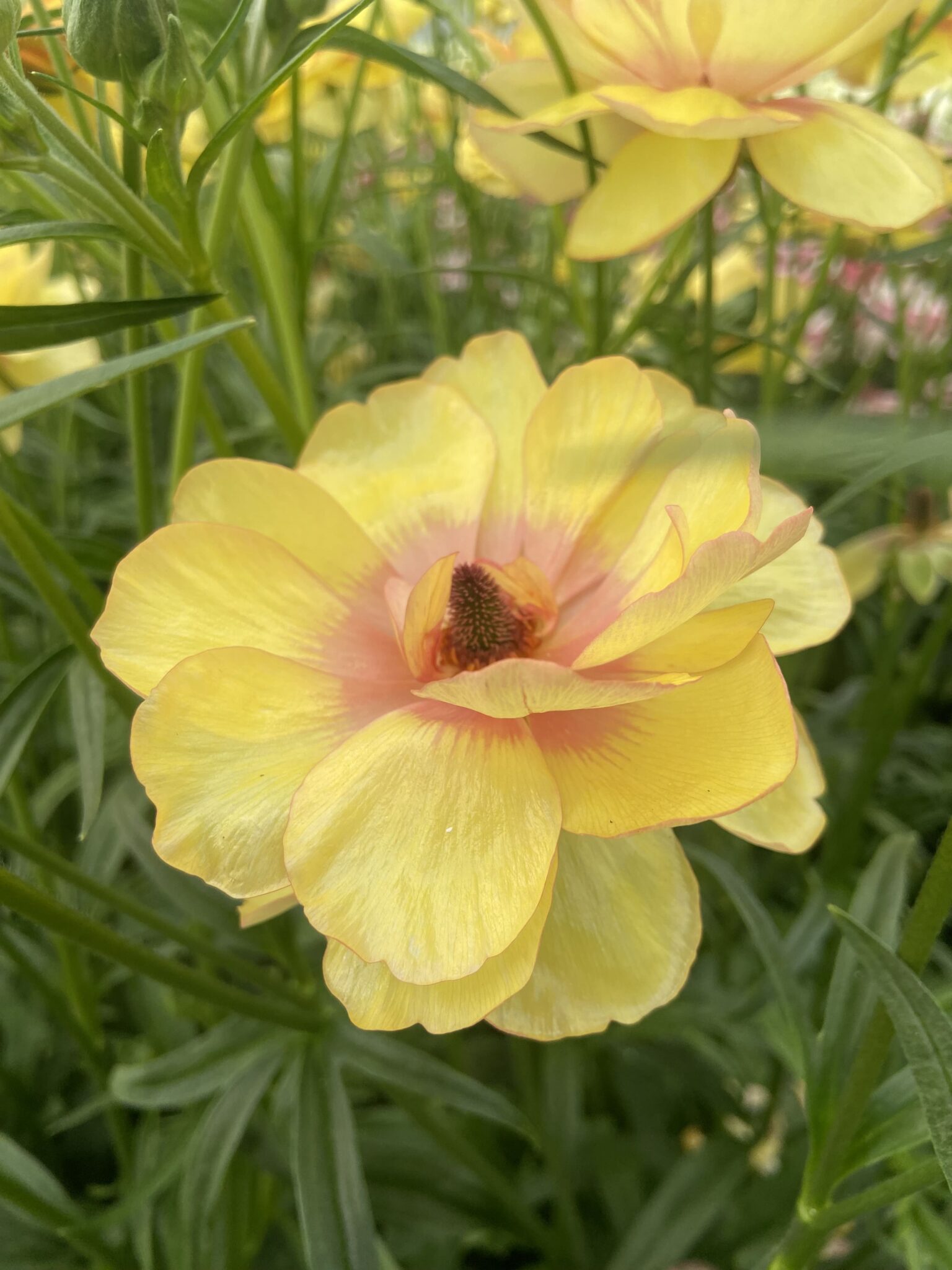 Ranunculus Butterfly™ Lotis® - Green Works - Specialist in Ranunculus