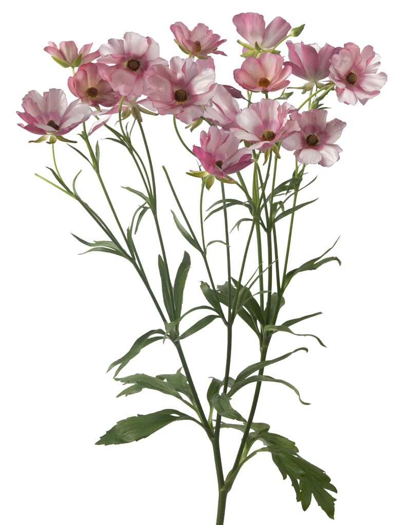 Butterfly Rinuculus Ranunculus Butterfly™ Lycia® - Green Works - Specialist in Ranunculus